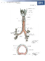 Sobotta  Atlas of Human Anatomy  Trunk, Viscera,Lower Limb Volume2 2006, page 98